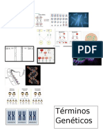 TERMINOS GENETICOS