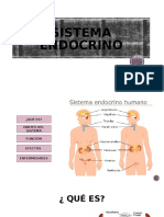 Sistema Endocrino