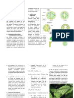 EXCRECION EN PLANTAS GRADO 7.docx2