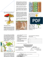 Circulación en Las Plantas Guia 7