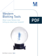 Western Blotting Tools: What Is Your Western Blot Telling You About Your Research?