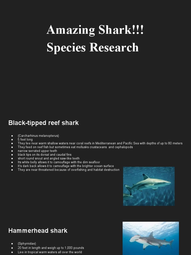 Amazing Shark Species Research 1 | PDF | Sharks | Fish