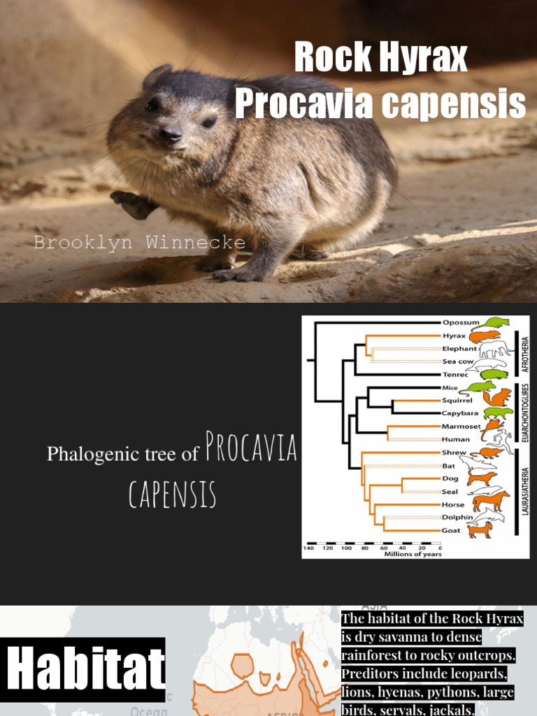 Rock Hyrax Procavia Capensis-2 | PDF | Vertebrates Of Africa | Mammals ...