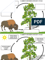 CarbonDioxideOxygenCycle PDF