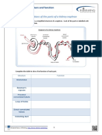 Activity 1-The Functions of The Parts of A Kidney Nephron