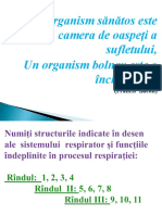 Fiziologia Sistemului Respirator