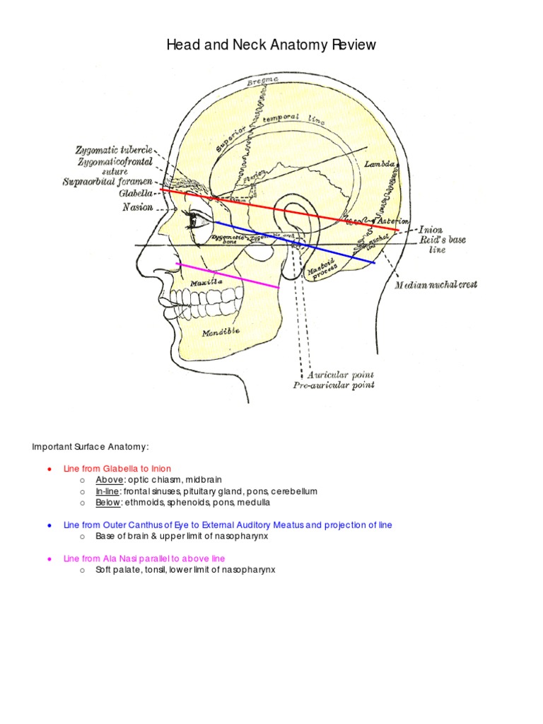 1 - Head and Neck Anatomy Review Lite | PDF | Human Head And Neck ...