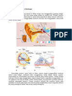 Mekanisme Pendengaran 2