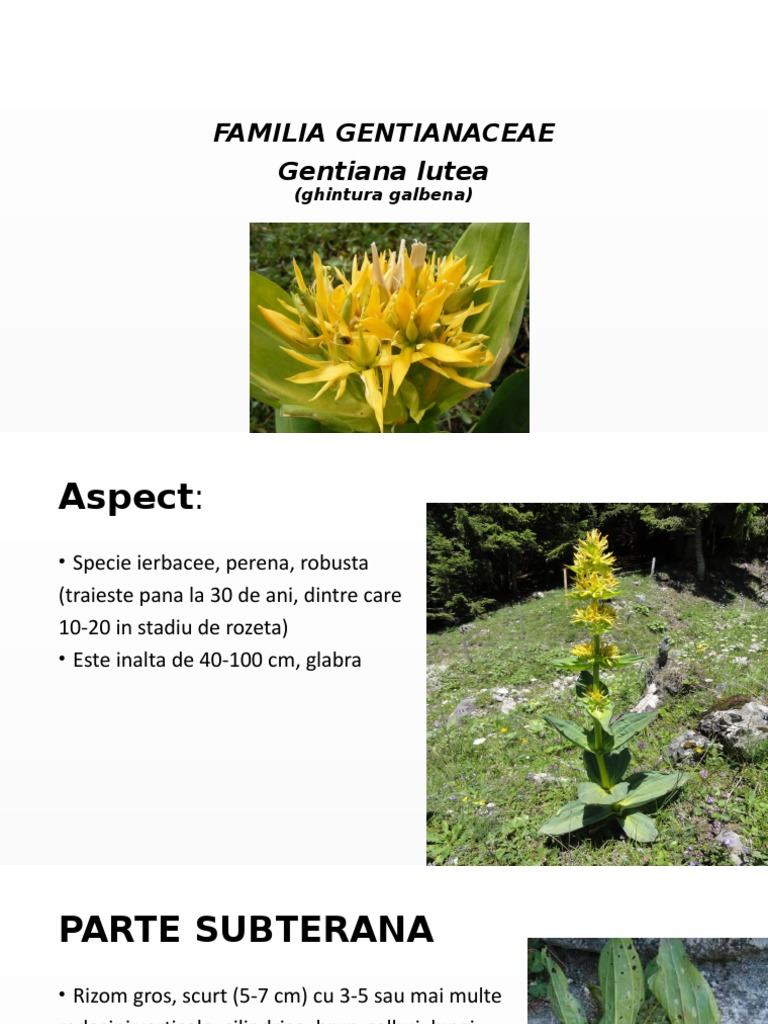 Gentiana Lutea | PDF