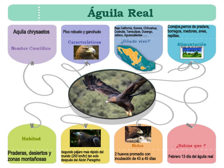 Águila Real | PDF