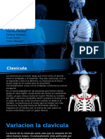 Clavicula y Escapula