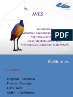 AVES by Cuil