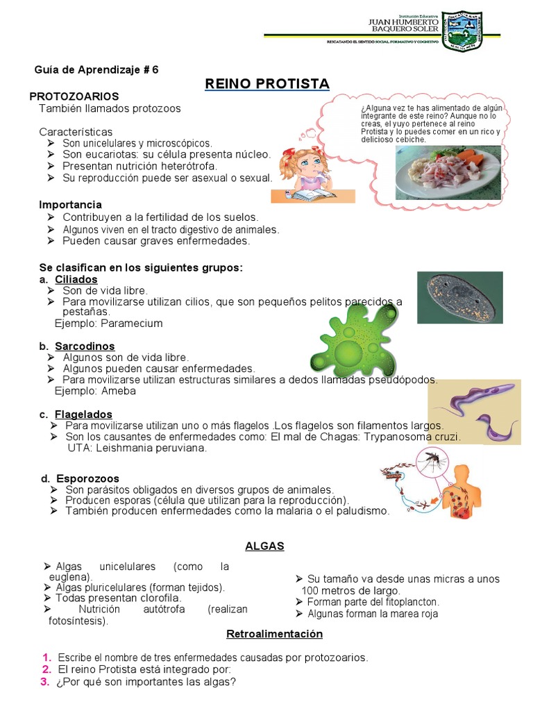 Reino Protista: Guía de Aprendizaje # 6 Protozoarios | PDF | Plantas |  Archaea