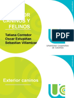 EXTERIOR DE CANINOS Y FELINOSs