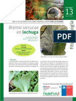 Mildiu de la lechuga (Bremia lactucae