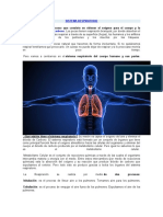 Sistema Respiratorio