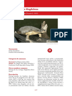 31-Podocnemis Lewyana PDF