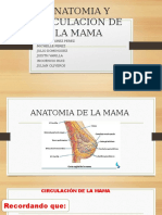 Circulacion de La Glandula Mamaria