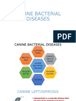 CAnine Bcterial Diseases