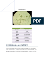 Aspergillus Oryzae