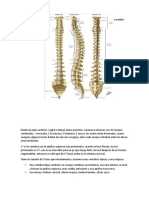 Anatomia Columna y Medula Espinal