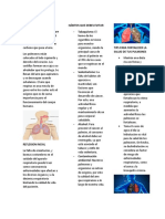 Folleto PULMONES