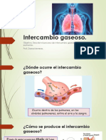 Intercambio Gaseoso 8° Basico