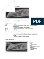 Thorax Interpretations 1