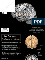 Anatomie Et Vascularisation de Lenceì Phale PDF
