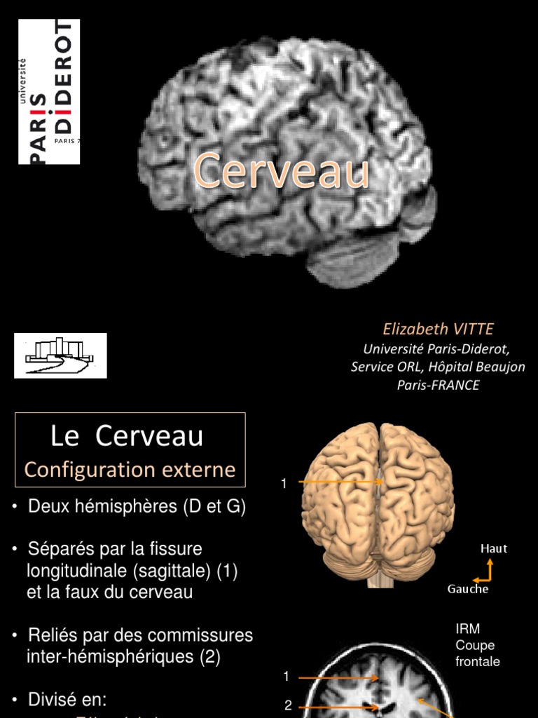 Anatomie Et Vascularisation de Lenceì Phale PDF | PDF | Circonvolution ...