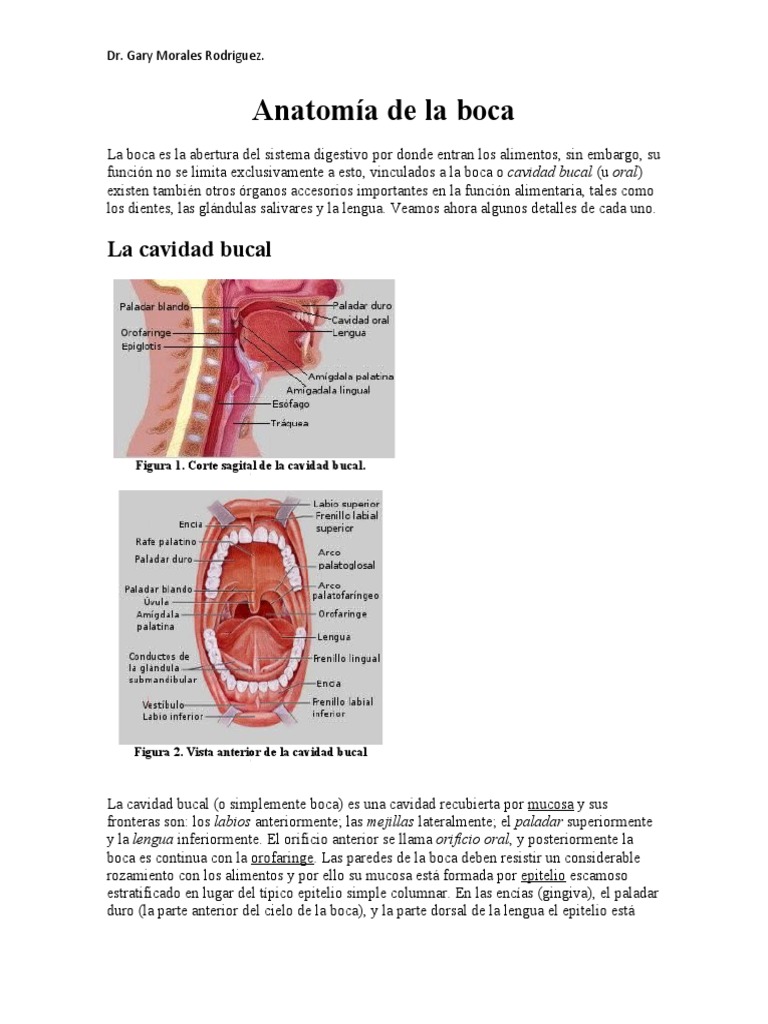 Anatomía de la Boca y Sus Partes | PDF | Diente | Boca