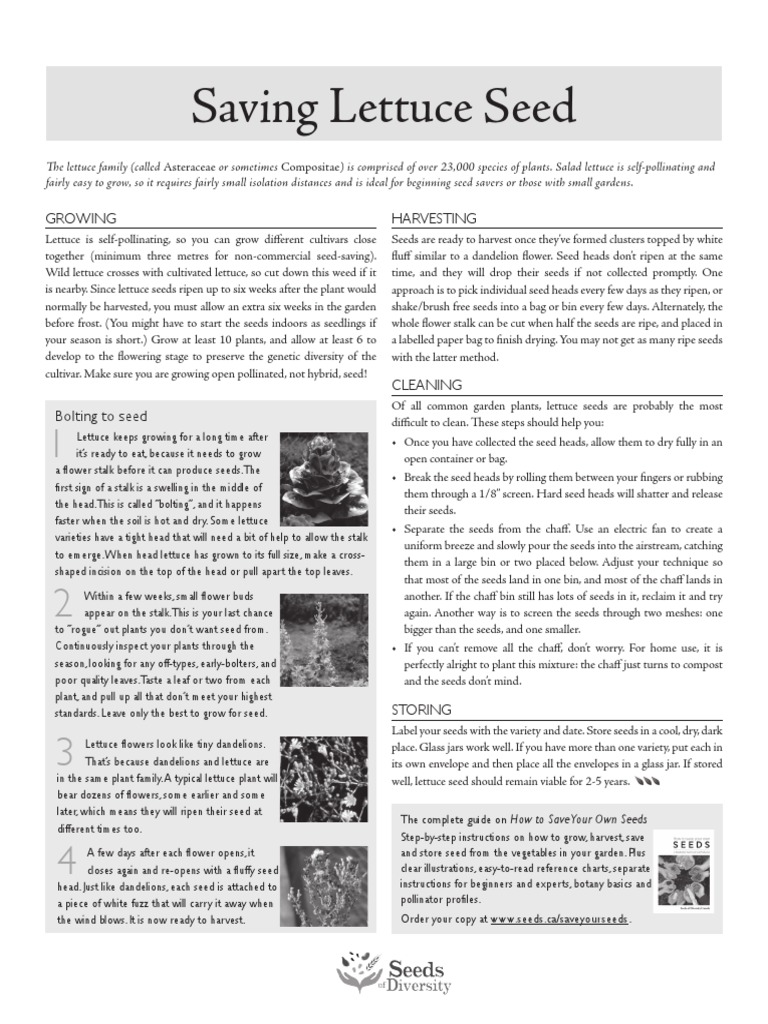 Grow and Save Lettuce 2 PDF Lettuce Seed