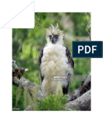 Picture Philippine Eagles