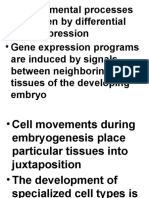 Cell Fate Commitment and Determination Through Gene Regulation and Signaling