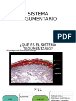 Sistema Tegumentario