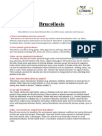 Brucella, Mastitis