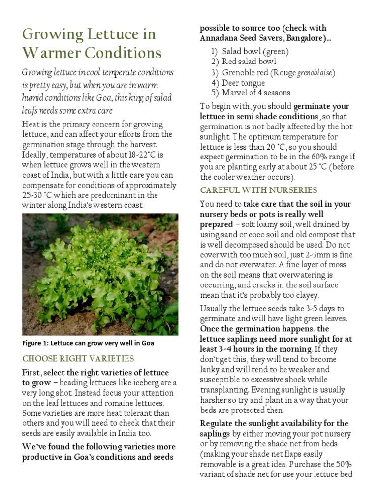Growing Lettuce in Warmer Conditions | PDF | Lettuce | Trees