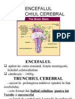 Trunchi Cerebel