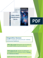 Cariotipo Humano DR Vapf