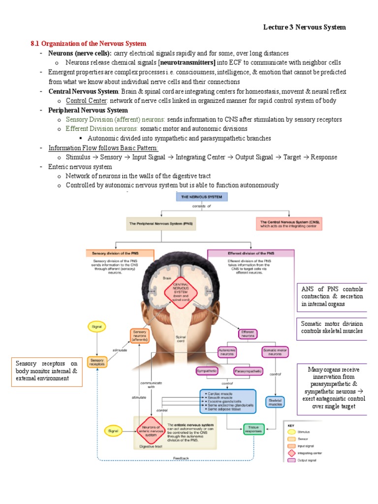 Nervous System Structure and Function | PDF | Chemical Synapse | Neuron