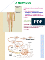 Sistema Nervioso