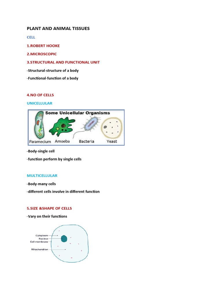 Plant and Animal Tissues Class7 | PDF