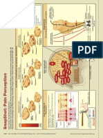 Pain Perception