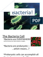 Bacteria: Tiny Cells With Huge Roles