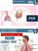 Sistema Respiratório