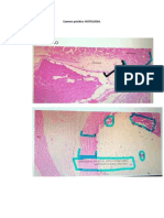 HISTOLOGIA