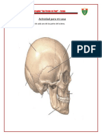 Tarea Del Cráneo PDF