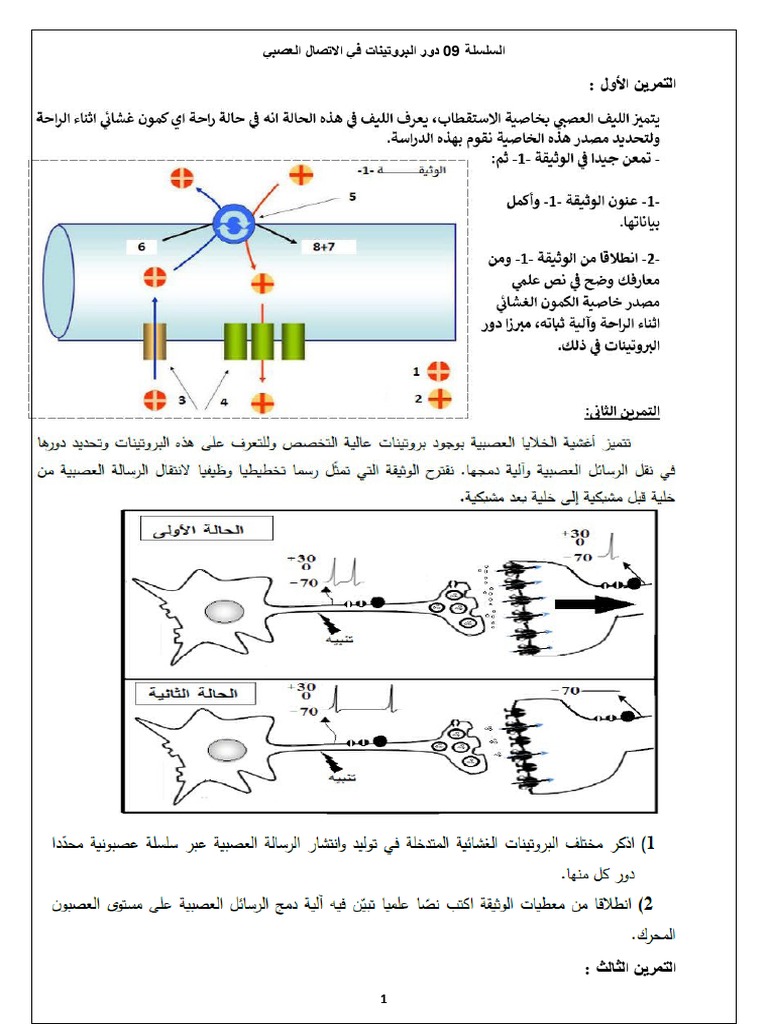 السلسلة العاشرة دور البروتينات في الاتصال العصبي