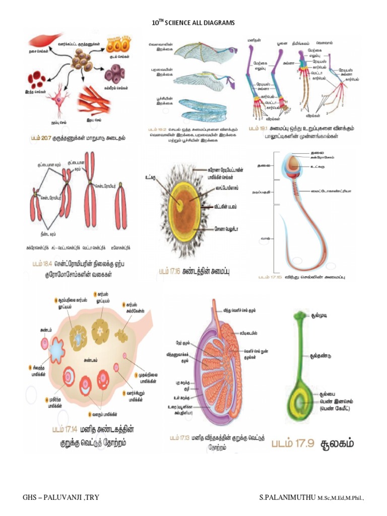 10th Science Diagrams Collection | PDF