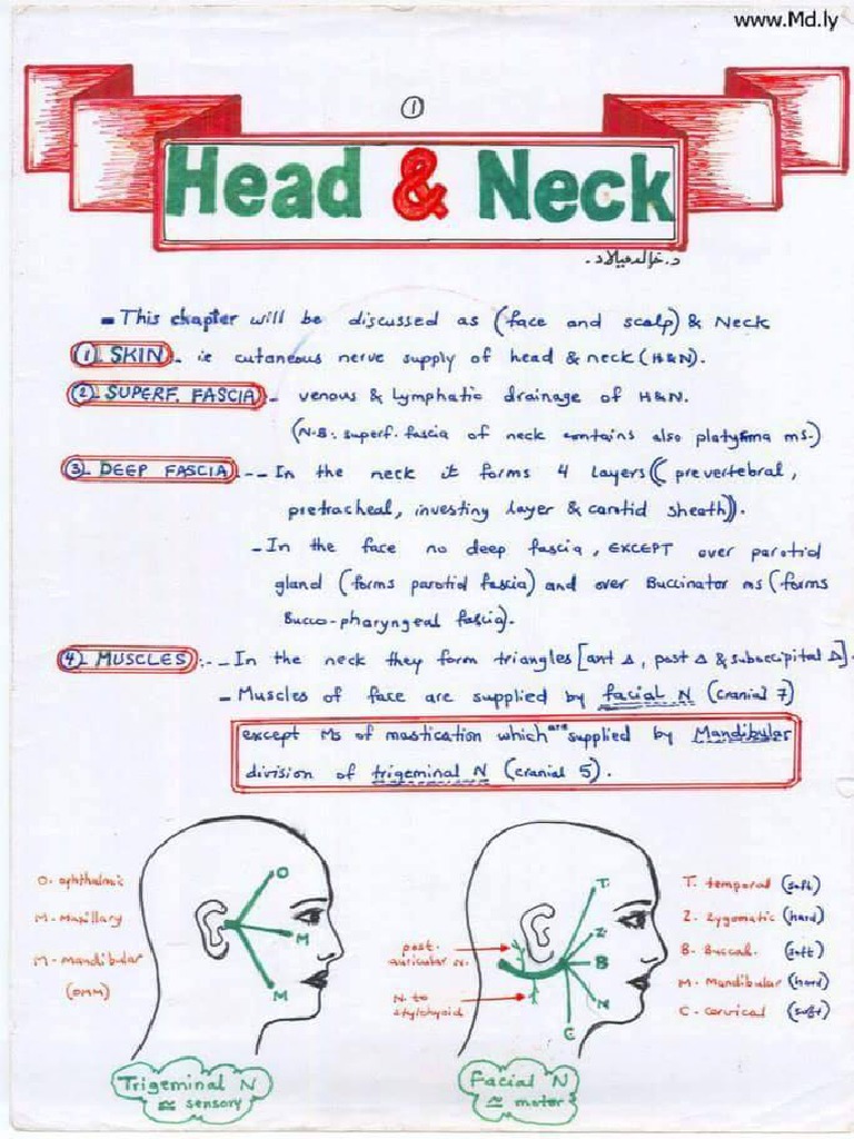 Anatomy Hand Notes Topic Head Neck Pdf Pdf